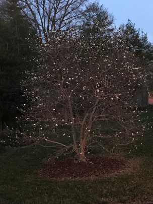 spring tree 1